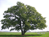 s_PICT0556_thumb.png